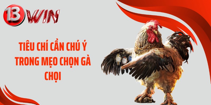 Tiêu chí cần chú ý trong mẹo chọn gà chọi